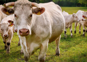 Fascinujúce fakty o kravách, ktoré vás možno prekvapia