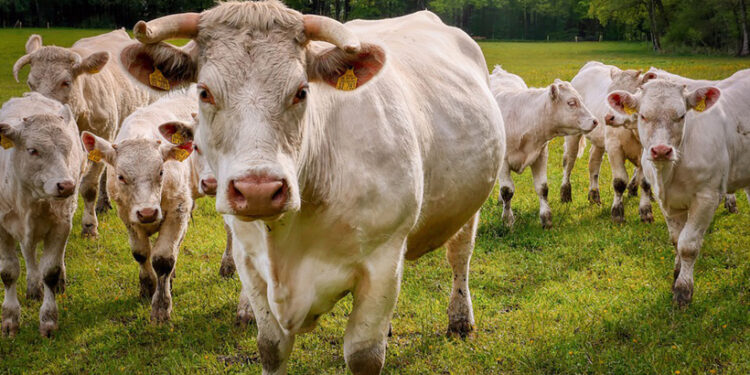 Fascinujúce fakty o kravách, ktoré vás možno prekvapia