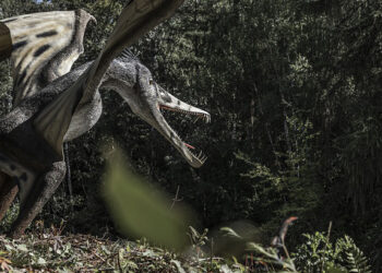 Najväčší lietajúci plaz Austrálie nemal ďaleko od bájnych drakov