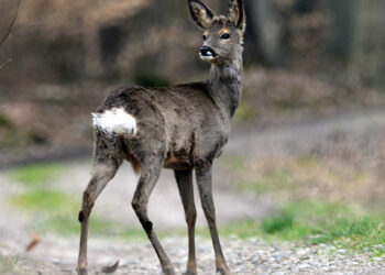 Čo robiť, ak vám cestu skríži zver?