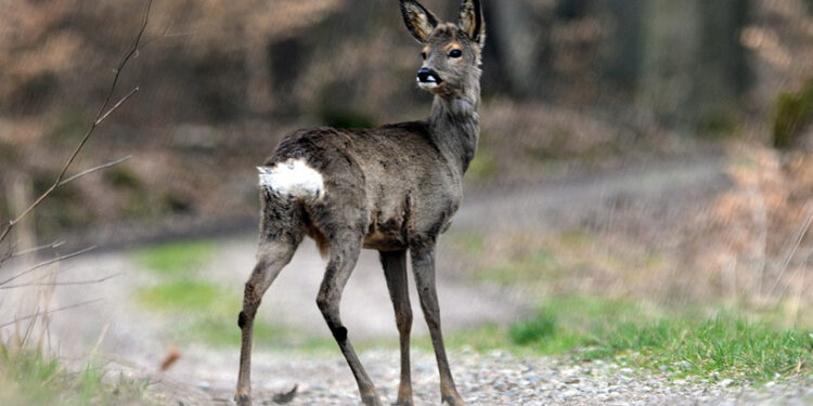 Čo robiť, ak vám cestu skríži zver?