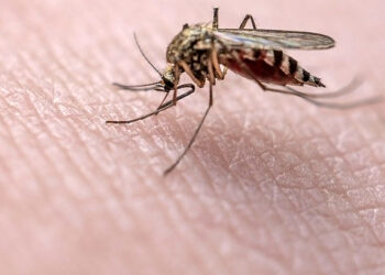 Vedeli ste, že … na ktorú krvnú skupinu sa najviac tešia komáre?