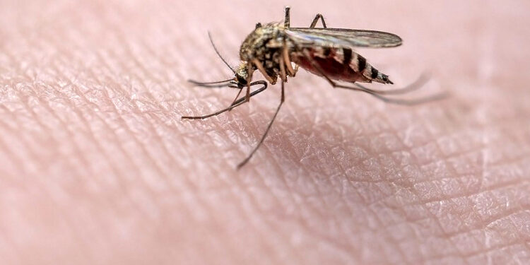 Vedeli ste, že … na ktorú krvnú skupinu sa najviac tešia komáre?