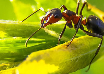 Prečo nás bolí uhryznutie mravca? Príroda ho vyzbrojila …