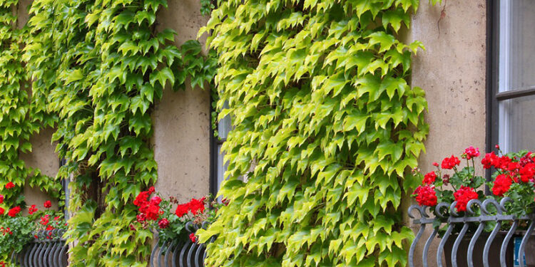 So živou zelenou fasádou môžete len ušetriť