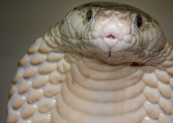 Takú šialenú bolesť nechce na safari zažiť nikto!