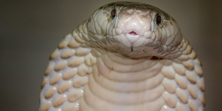 Takú šialenú bolesť nechce na safari zažiť nikto!