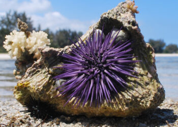Nezvyčajná morská pochúťka. Počuli ste o Uni?