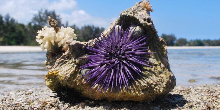 Nezvyčajná morská pochúťka. Počuli ste o Uni?