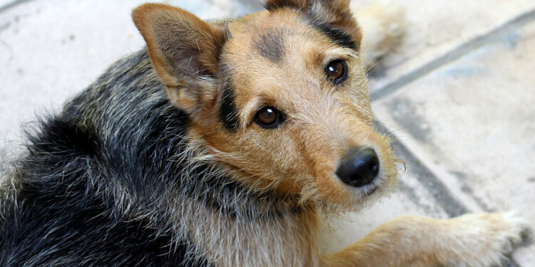 Koľko slov nám rozumie pes?