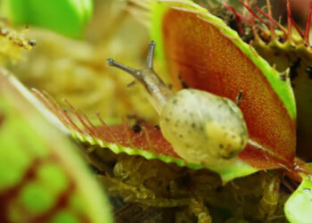 Mikrosvet hmyzu a mäsožravých rastlín v úžasnom videu