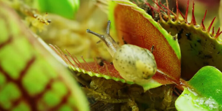 Mikrosvet hmyzu a mäsožravých rastlín v úžasnom videu