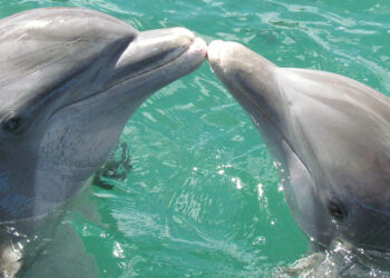 Po ľuďoch si aj delfíny vedia pekne užívať