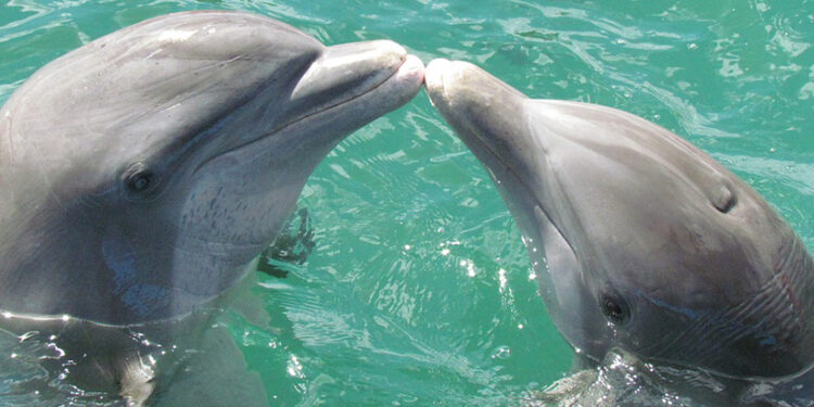 Po ľuďoch si aj delfíny vedia pekne užívať