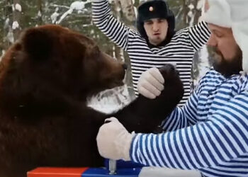 Živočíšny armwrestling na … ruský spôsob