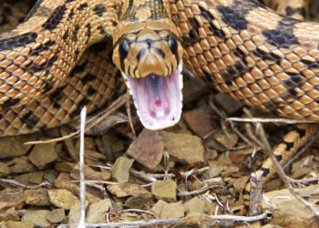 Ako sa vyrovnať so strachom z pavúkov a hadov?