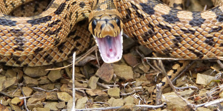 Ako sa vyrovnať so strachom z pavúkov a hadov?