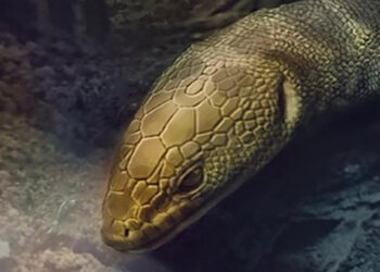 Vedci našli dokonale zachovaného jaštera z druhohôr