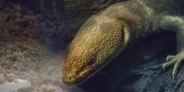 Vedci našli dokonale zachovaného jaštera z druhohôr