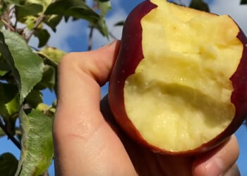 Úprimne? Asi ho nikdy v živote neochutnáte, ale …