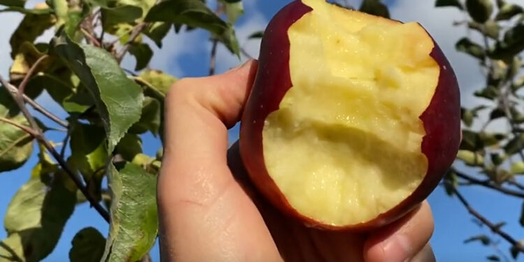 Úprimne? Asi ho nikdy v živote neochutnáte, ale …