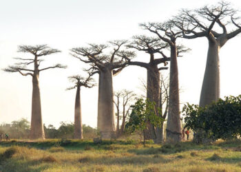 Madagaskar: Od lemurov k baobabom