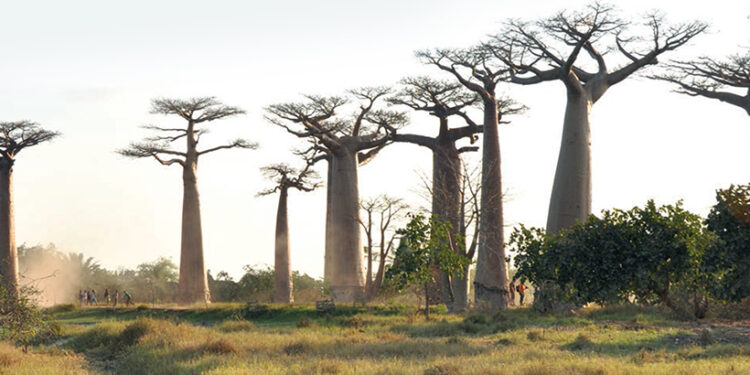 Madagaskar: Od lemurov k baobabom
