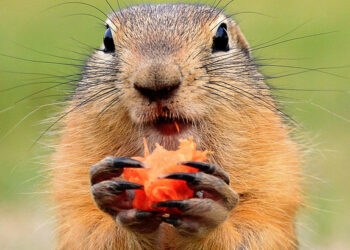 Od svišťov sa máme čo učiť