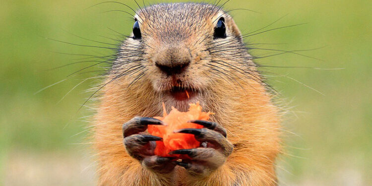 Od svišťov sa máme čo učiť