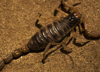 Škorpióny klamú telom: Ktorých sa treba najviac báť?