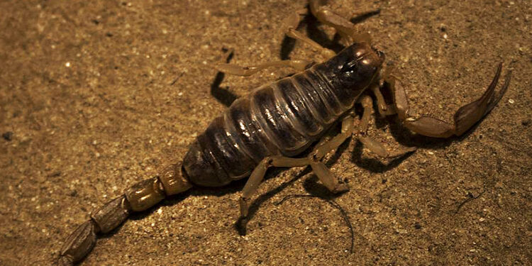 Škorpióny klamú telom: Ktorých sa treba najviac báť?