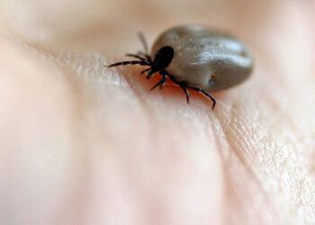 Kliešte milujú Slovensko: Čoraz viac je potrebné pripomínať možnosti prevencie