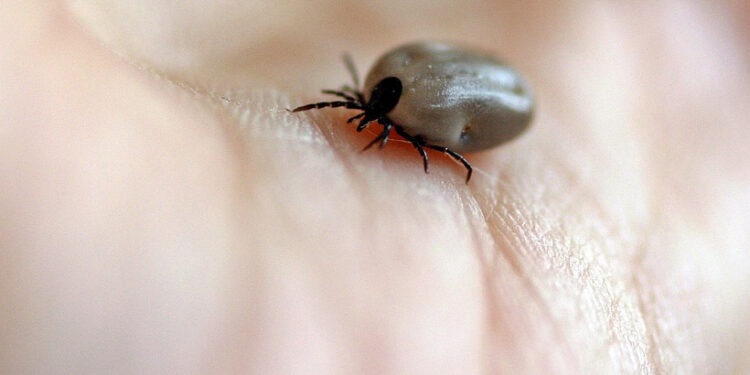 Kliešte milujú Slovensko: Čoraz viac je potrebné pripomínať možnosti prevencie