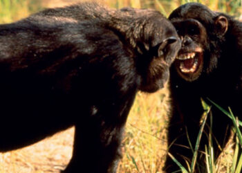 Vojna šimpanzov v Gombe: Krvavý konflikt primátov