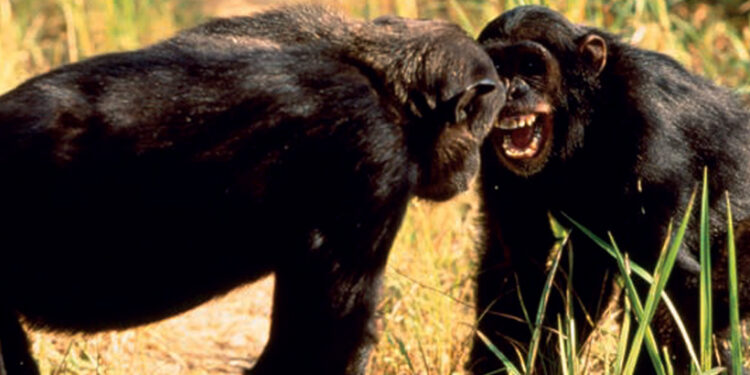 Vojna šimpanzov v Gombe: Krvavý konflikt primátov