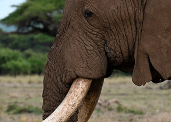 Najkrajšie safari aj biele pláže: To je KEŇA