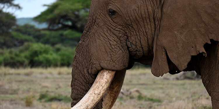 Najkrajšie safari aj biele pláže: To je KEŇA