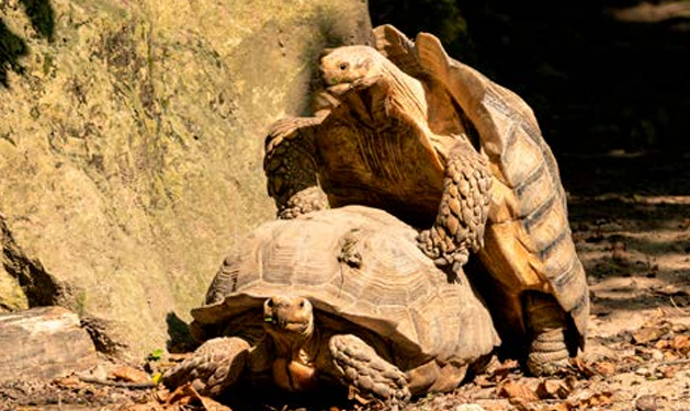 INŠPIRÁCIA  Z RÍŠE ZVIERAT